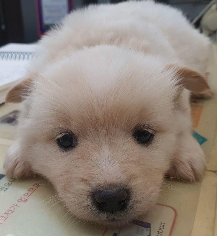 공주시 동물보호센터_444450202500523